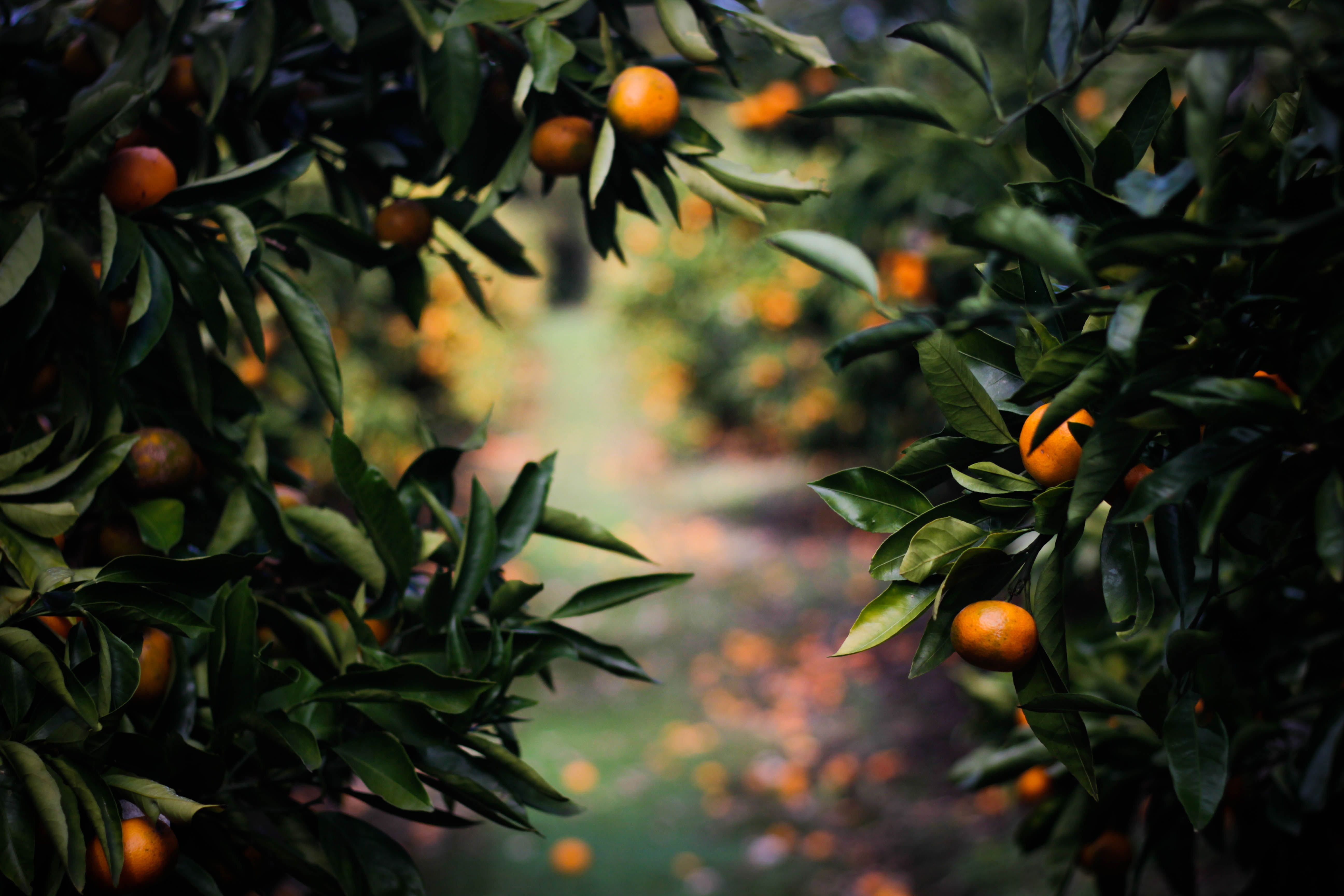 Family Favorites How to Grow Mandarin Oranges